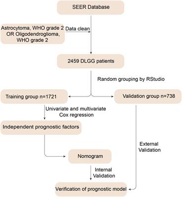 A survival nomogram model constructed with common clinical characteristics to assist clinical decisions for diffuse low-grade gliomas: A population analysis based on SEER database